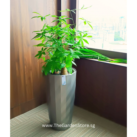 Ø39.4/26.5 x 75.56cm Diamante Self-Watering Pot By AquaLuxe