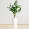 Ø29.5/20.6 x 56.3cm Elle Alto Self-Watering Pot By AquaLuxe