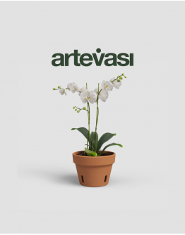 Amalia Orchid Pot Terracotta from Portugal