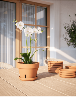 Amalia Orchid Pot Terracotta from Portugal