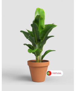 Amalia Pot By Artevasi Natural