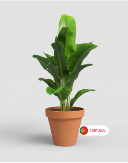 Amalia Pot By Artevasi Natural