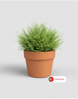 Amalia Wide Pot By Artevasi Natural