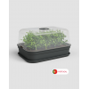 Madagascar Grow Kit Set By Artevasi Portugal