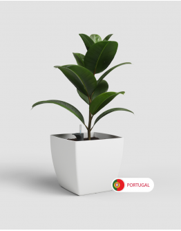 Siena Pot 40 with Self Watering System and wheels