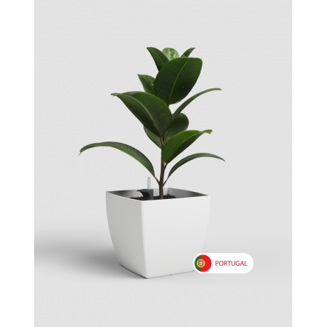 Siena Pot 40 with Self Watering System and wheels