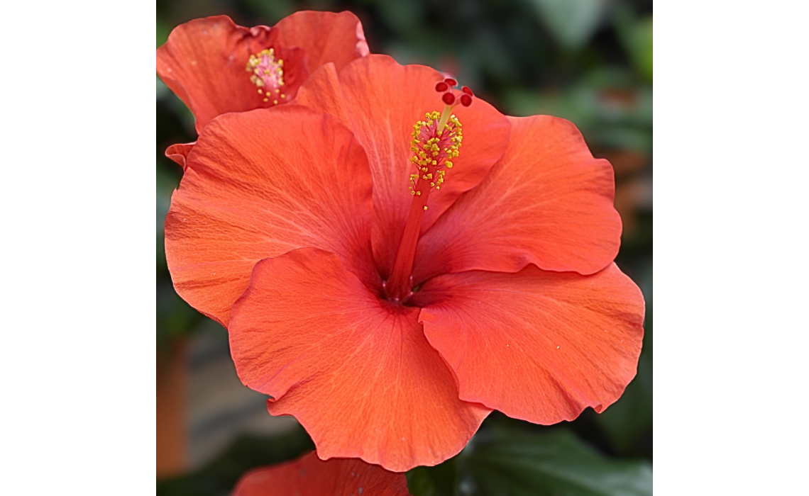 A Blooming Guide: How to Care for Hibiscus Plants in Singapore