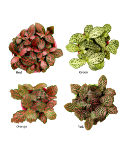 Fittonia Mosaic Plant 网纹草
