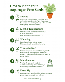 Asparagus Fern Seeds By Tropica Elegant Ornamental Foliage