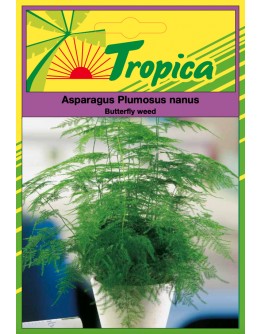 Asparagus Fern Seeds By Tropica Elegant Ornamental Foliage