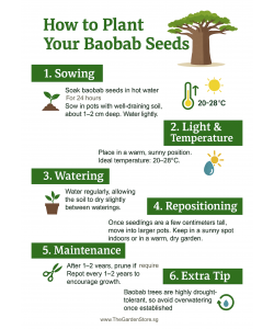 BaoBab Seeds By Tropica The Iconic Tree of Life