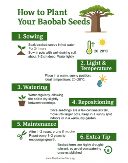 BaoBab Seeds By Tropica The Iconic Tree of Life