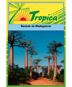 BaoBab Seeds By Tropica The Iconic Tree of Life