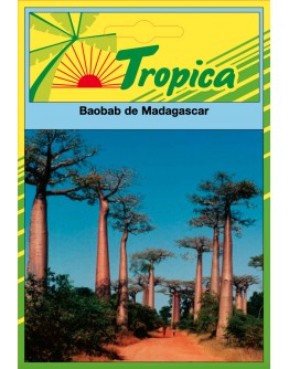 BaoBab Seeds By Tropica The Iconic Tree of Life