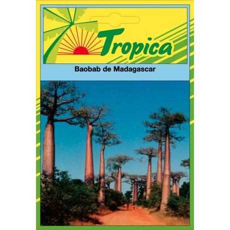 BaoBab Seeds By Tropica The Iconic Tree of Life