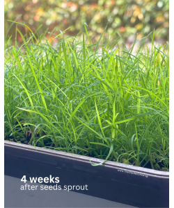 Bermuda Grass Seeds By Tropica (50g)
