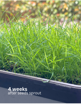 Bermuda Grass Seeds By Tropica (50g)