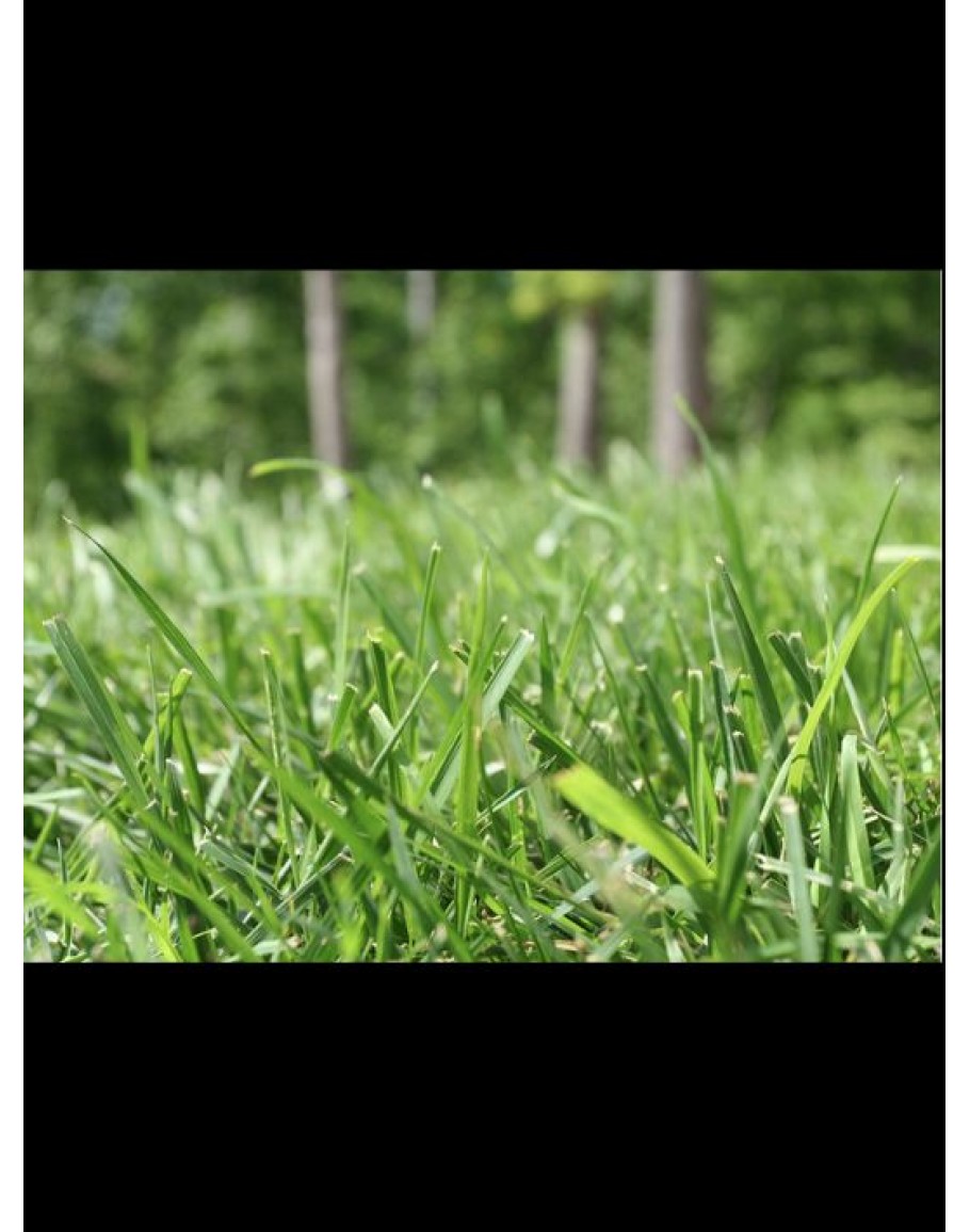 Bermuda Grass Seeds By Tropica