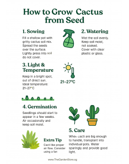 Cactus Seeds By Tropica -  Exotic & Drought-Tolerant Variety Mix