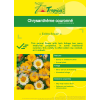 Chrysanthemum Flowering Seeds By Tropica