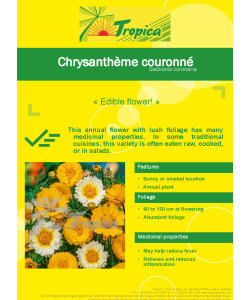 Chrysanthemum Flowering Seeds By Tropica