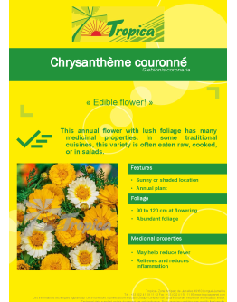 Chrysanthemum Flowering Seeds By Tropica