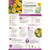 Chrysanthemum Flowering Seeds By Tropica