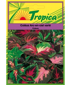 Coleus Seeds By Tropica