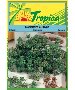 Coriander Seeds By Tropica (5g per pack) Fragrant & Fast-Growing Herb