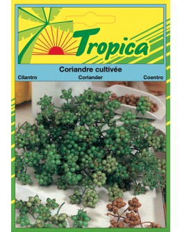 Coriander Seeds By Tropica (5g per pack) Fragrant & Fast-Growing Herb