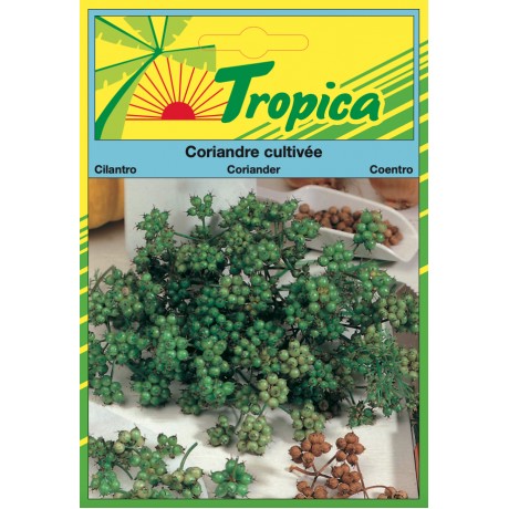 Coriander Seeds By Tropica (5g per pack) Fragrant & Fast-Growing Herb
