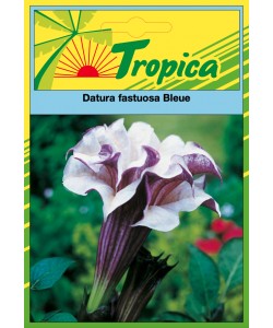 Datura Seeds - Purple Devil’s Trumpet By Tropica 