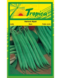 French Beans - Alyze Bean Seeds By Tropica (100g per pack)
