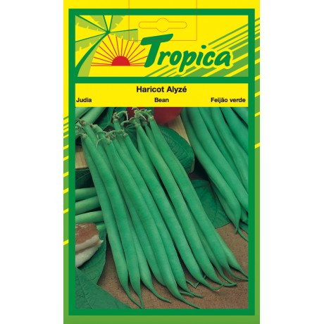 French Beans - Alyze Bean Seeds By Tropica (100g per pack)