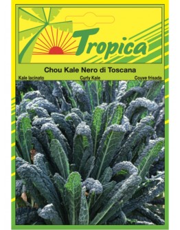 Kale Seeds (Nero Di Toscana) By Tropica