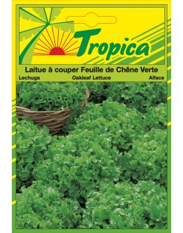 Green Oak Leaf Lettuce Seeds By Tropica (4g per pack) Tender, Crisp & Cut-and-Come-Again