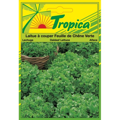Green Oak Leaf Lettuce Seeds By Tropica (4g per pack) Tender, Crisp & Cut-and-Come-Again