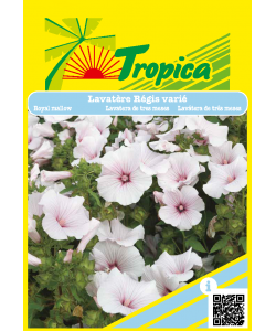 Lavatera ‘Regis Varié Seeds by Tropica