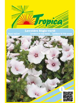 Lavatera ‘Regis Varié Seeds by Tropica