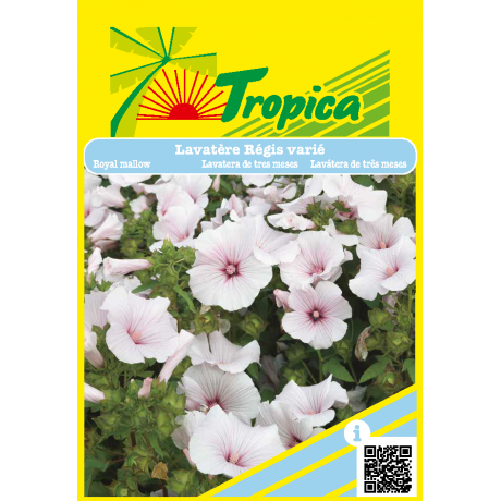 Lavatera ‘Regis Varié Seeds by Tropica