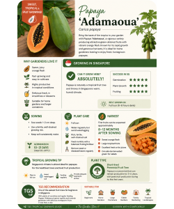 Papaya ADAMAOUA Seeds By Tropica
