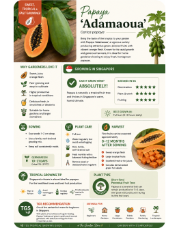 Papaya ADAMAOUA Seeds By Tropica