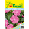 Vinca Rose Periwinkle Seeds By Tropica - Hardy Blooms for Tropical Gardens