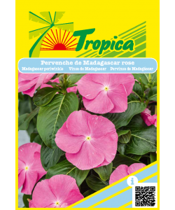 Vinca Rose Periwinkle Seeds By Tropica - Hardy Blooms for Tropical Gardens