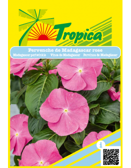 Vinca Rose Periwinkle Seeds By Tropica - Hardy Blooms for Tropical Gardens