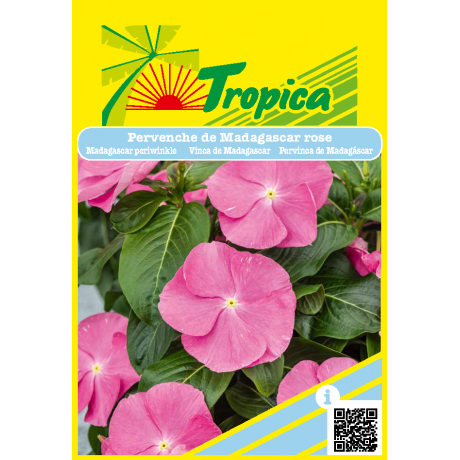 Vinca Rose Periwinkle Seeds By Tropica - Hardy Blooms for Tropical Gardens