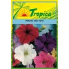 Dwarf Petunia Mix Seeds By Tropica - Compact & Colourful Mix