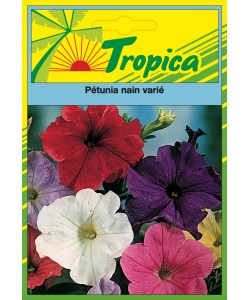 Dwarf Petunia Mix Seeds By Tropica - Compact & Colourful Mix