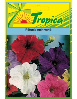 Dwarf Petunia Mix Seeds By Tropica - Compact & Colourful Mix