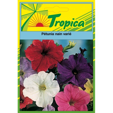 Dwarf Petunia Mix Seeds By Tropica - Compact & Colourful Mix
